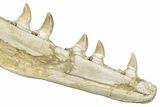 Mosasaur (Prognathodon) Jaw with Seven Teeth - Morocco #276003-2